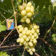 Саженец Виноград Ландыш